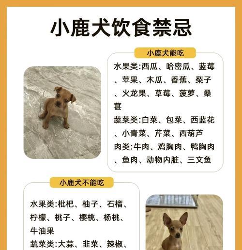 鹿犬之谜（揭秘鹿犬大小差异的原因与影响）