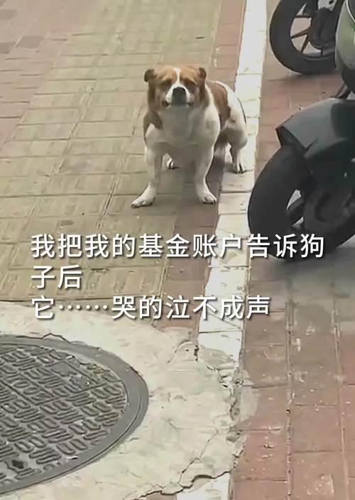 狗狗为什么会叹气？（探究狗狗叹气的原因和意义）