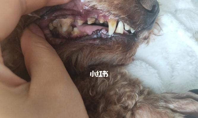 泰迪犬长结石的原因及预防措施（了解泰迪犬结石的成因，宠物健康再无忧）