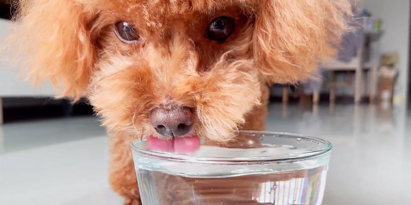 泰迪为什么有的很丑？（探究泰迪犬丑陋外貌的原因及饲养建议）