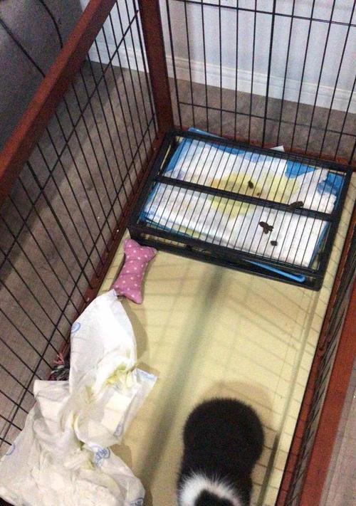 为什么狗狗不在笼子里拉屎拉尿？（揭秘狗狗喜欢在自由活动时解决生理需求的原因）
