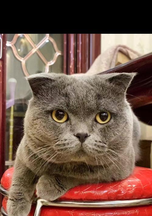 天津的猫咪乐园（探索天津各个角落中的猫咪世界）
