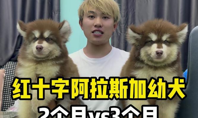 探秘阿拉斯加（揭开阿拉斯加长个子之谜的原因与时间）