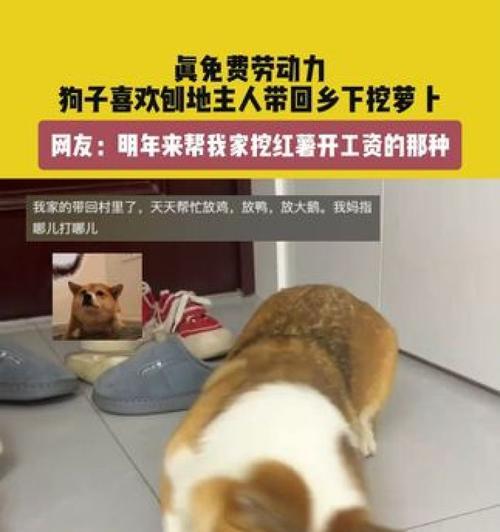 狗狗为什么喜欢刨东西的原因及解决方法（探寻狗狗刨东西的行为背后的原因，为你提供有效的解决方法）
