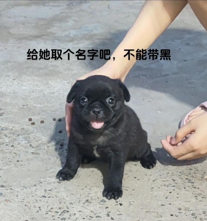 男小狗起什么名字好听？（15个以男小狗命名的优美名字大全）