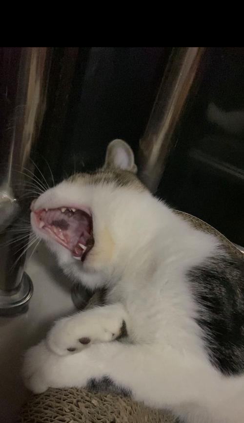 猫脸上的黑黑脏东西究竟是什么？（揭开猫咪面容神秘面纱，探寻黑黑脏东西真相）
