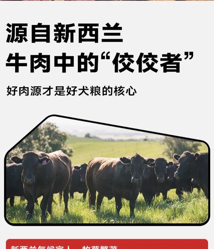 狗狗美毛全攻略——为宠物选择正确的饮食（营养均衡的食物是打造华丽毛发的关键）