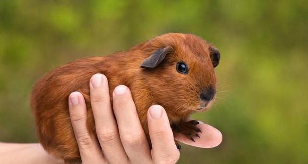 豚鼠死亡原因解析（探究豚鼠死亡的关键因素及预防方法）