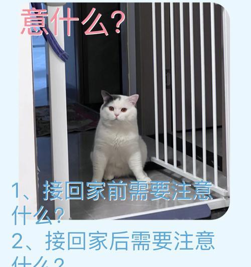 养短耳猫的注意事项（关爱你的短耳宠物，做到这些才能幸福共处）