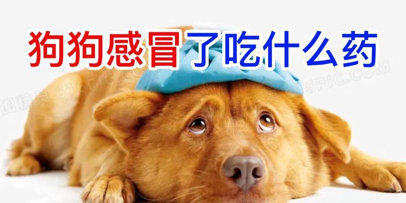 狗狗上火怎么办？有效药物推荐（了解狗狗上火的症状及治疗方法，选择适合的药物）