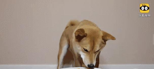 探索狗刨腹后的注意事项（了解如何安全有效地进行狗刨腹后训练）