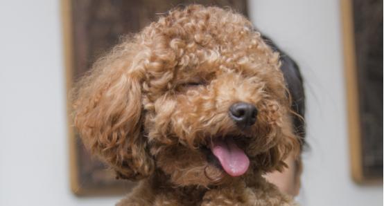 泰迪犬为什么皮肤松弛？（探索泰迪犬皮肤松弛的原因与解决办法）