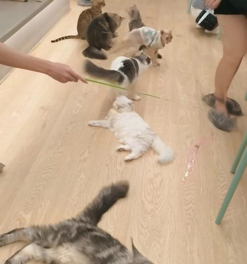 狗狗打疫苗的注意事项（保护你的爱犬免受疾病侵害的关键）