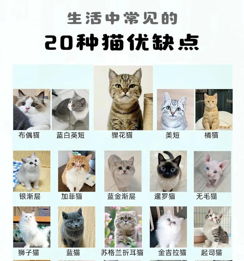 品种猫中最便宜的选择（以性格温顺和易养为关键特点的家养猫咪）