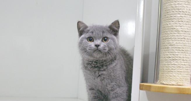 探秘宠物猫（揭开宠物猫的神秘面纱，了解不同品种和饲养技巧）