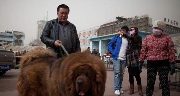 以狼与藏獒生下的叫什么为主题的奇特生物（解析混种动物的命名之道）