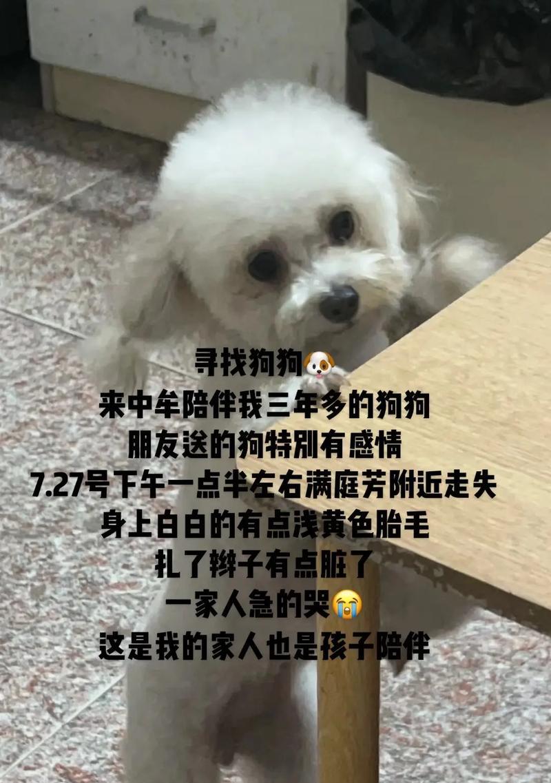 泰迪狗为什么嘴长白毛（探究泰迪狗嘴部长白毛的原因及特点）