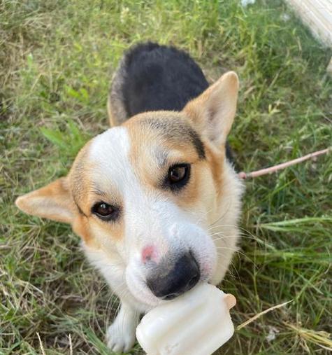 成犬柯基的饮食需求（了解成犬柯基的饮食偏好及营养需求）