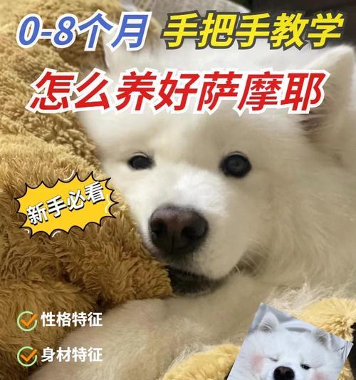 养萨摩犬的注意事项（如何正确照料和养育萨摩犬）