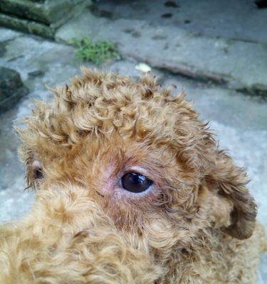贵宾犬眼屎问题解决方案（解决贵宾犬眼屎问题的药物及护理方法）