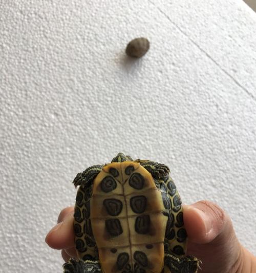 以咻咻是什么品种？（揭秘这个可爱小家伙的身世及特点）