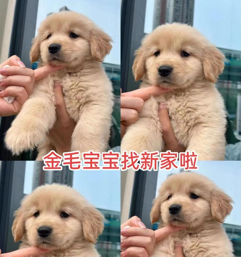 为什么两个月大的金毛肚子吃不鼓？（分析金毛幼犬肚子不鼓的原因及解决方法）