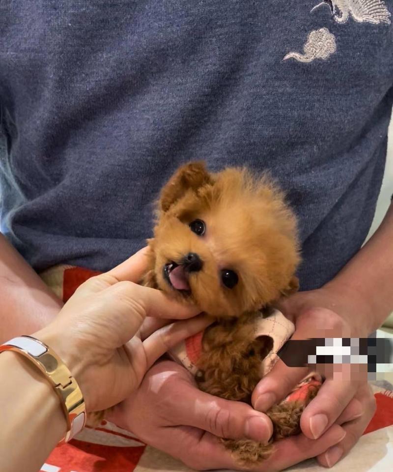 泰迪幼犬感冒的症状与治疗方法（了解泰迪幼犬感冒，保护它们的健康）