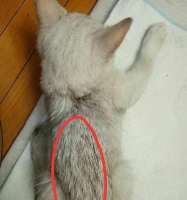 猫产后发烧的原因及处理方法（了解猫产后发烧的可能原因以及如何帮助猫妈妈恢复健康）