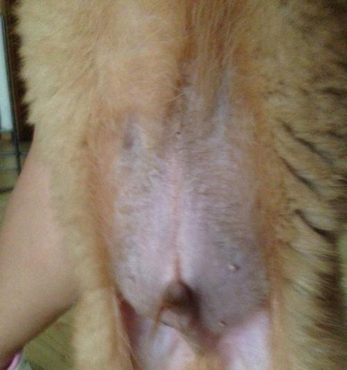 狗拍腹部片子的注意事项（保证狗狗的健康，正确拍摄腹部片子）