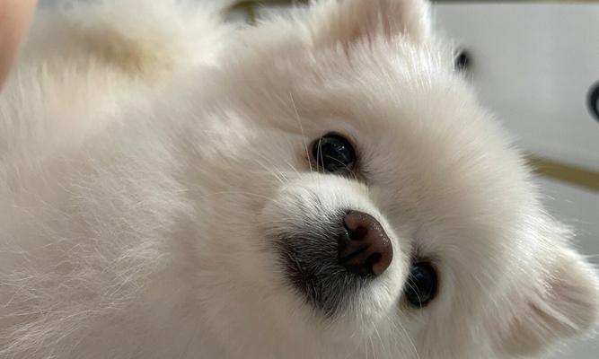 博美犬两个月的饮食指南（养博美犬，从饮食开始）