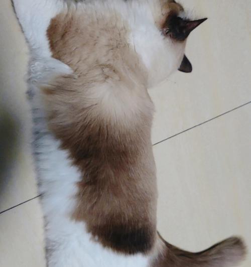 布偶猫为什么有长毛和短毛？（探究布偶猫长毛短毛的遗传原因及特征）