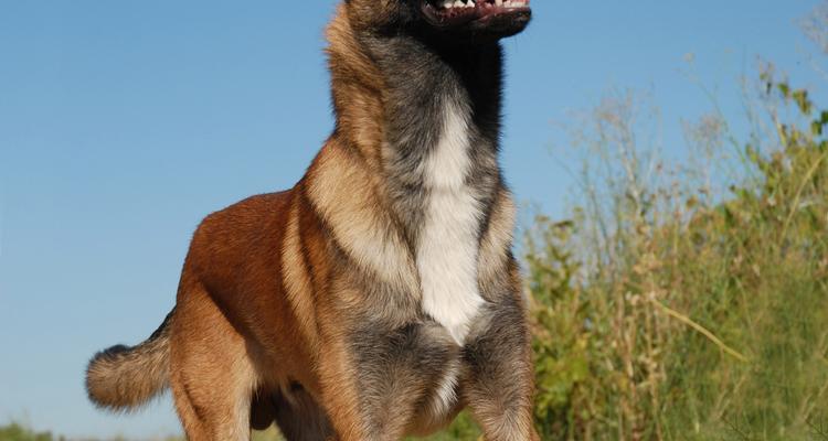 以马犬的脸品相特点及挑选要点（以马犬脸型、眼神和鼻子的关键特征及如何选择合适的以马犬）