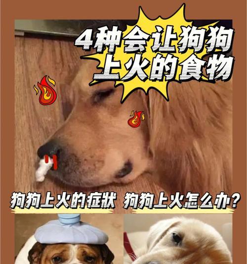狗狗灌肠后的常见症状及处理方法（了解狗狗灌肠后可能出现的情况和正确的应对策略）
