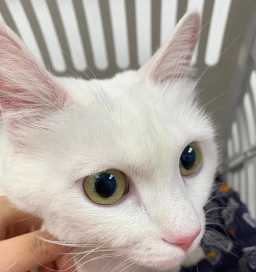 猫瘟恢复期的饮食指南（宠物猫瘟康复饮食方案和营养需求）