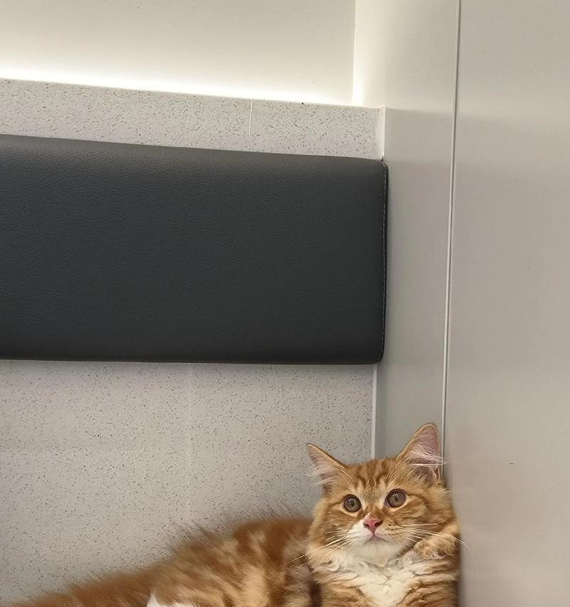 一个月小猫的成长日记（探索世界的小猫咪——一月龄小猫成长经历）