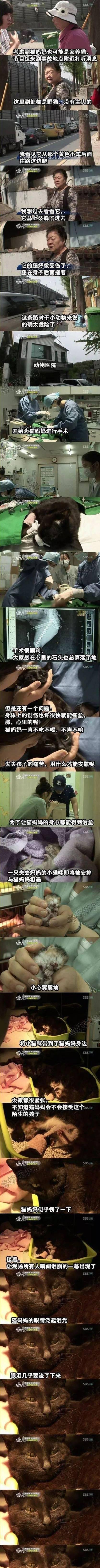 猫猫的眼泪（了解猫猫流眼泪的主要原因及其表达的情感）