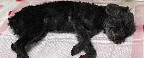 小狗突然死亡的原因及预防措施（了解突然死亡的原因，守护小狗健康幸福）