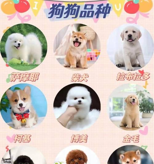 拉布拉多和什么狗串好？（探讨拉布拉多与其他狗品种的搭配，发现最佳组合）