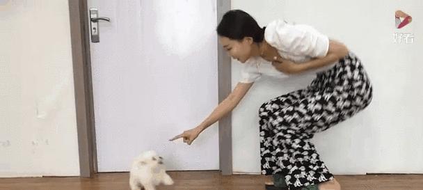 可爱比熊作揖，让世界更温暖（以友善之姿表达真挚之情）
