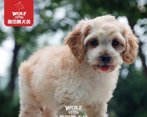 茶杯犬（探索茶杯犬的独特魅力与特点）