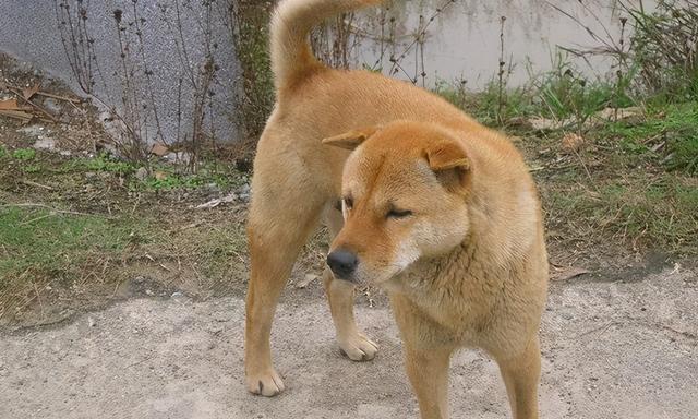 探寻中国优秀狗狗品种（以中国狗狗为主题，介绍中国优秀狗狗品种的特点和魅力）