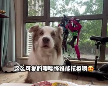 狗为什么爱吃榴莲？（解析狗狗对榴莲的喜爱和可能的原因）