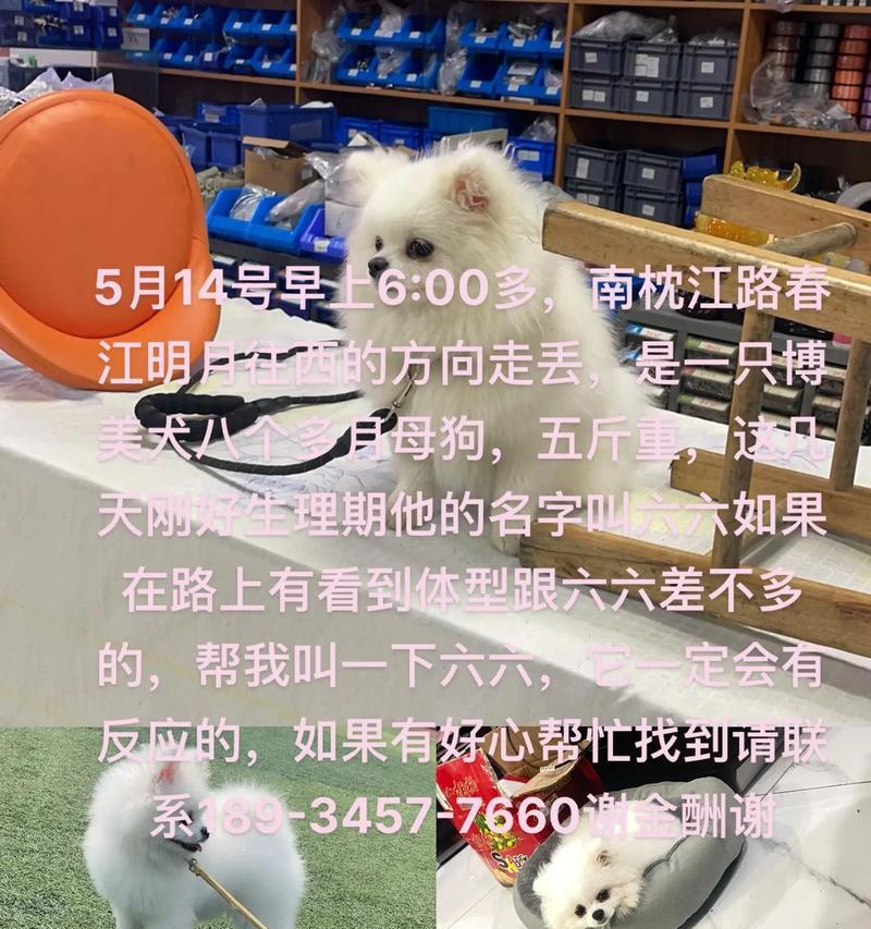 母狗（母狗，它们的另一个名字是……？）