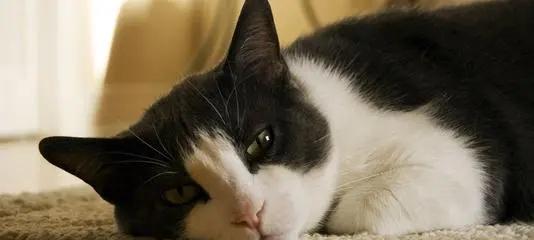 猫为什么叫不出来了？（探索猫叫声变化的原因与解决方法）