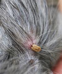 狗狗沫身上的益生菌（它们为我们的宠物带来了哪些好处？）