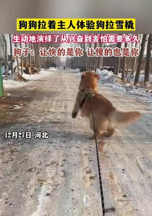 狗狗害怕什么动物？（揭秘狗狗的恐惧之源）
