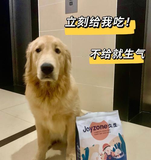 金毛狗生宝宝后的饮食安排（合理营养搭配，让金毛狗妈妈和宝宝健康成长）