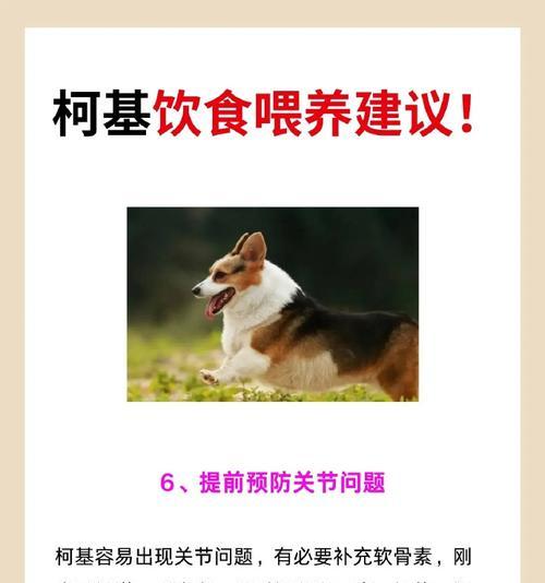 柯基犬的饮食禁忌（揭示柯基犬饲养者需知的不宜食物）