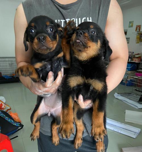 《2个月罗威纳犬的饮食指南》（罗威纳犬饲养知识全解析，2个月大幼犬的饮食要点和建议）