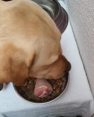 金毛犬粮的选择与营养需求（全面了解金毛所需的犬粮种类和营养成分，为你的宠物提供最佳食物）